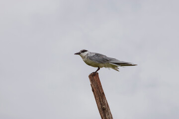 bird thale noi phatthalung