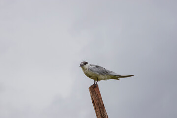 bird thale noi phatthalung