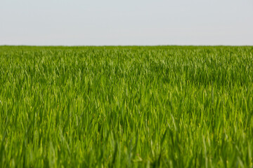 A green crop field in early spring