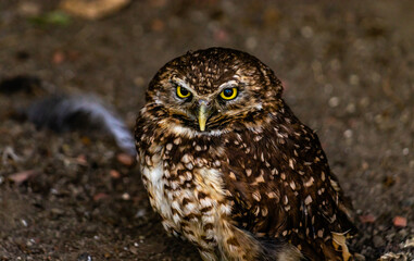 Burrowing owls watching the sights. Birds of Prey Centre, Coledale, Alberta, Canada