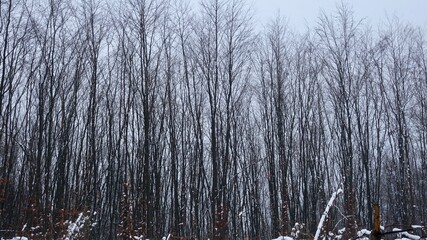 Bergischer Wald im Winter