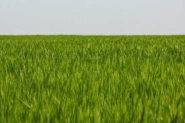 A green crop field in early spring