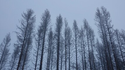Bergischer Wald im Winter