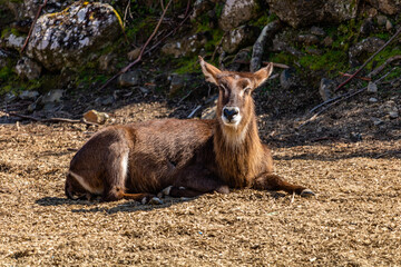 Female Waterbuck resting in the grass. Auckland Zoo, Auckland, New Zealand