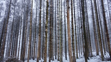 Bergischer Wald im Winter
