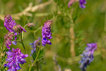  bright purple vetch flower in a green field, selective focus - Vicia villosa 