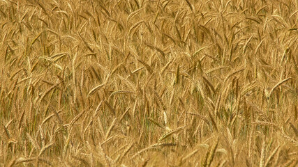 Sunny golden wheat spikes in a field background, full frame - triticum
