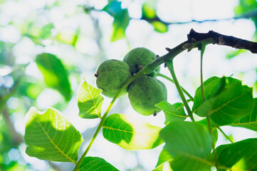 ripening walnuts on a tree branch