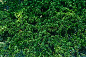 Juniper needles closeup. Wild nature