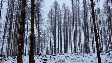 Bergischer Wald im Winter