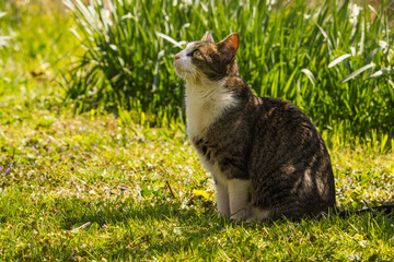 A cat in the garden on a sunny day in spring