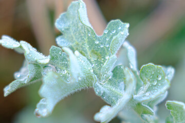 Macro shot of a wild herb plant with rain drops on it. Selective focus on plant, some areas are out of focus. Focused on background. Foreground objects are blurred.