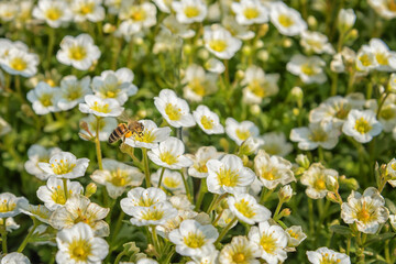 Anemonoides sylvestris, snowdrop anemone, snowdrop windflower. Flowers for patio, garden, balkon, park