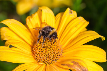 Pollination of a yellow flower with a bumblebee in summer