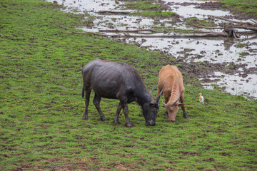 buffalo thale noi phatthalung