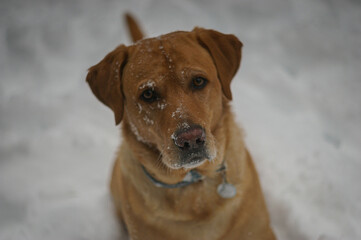 Labrador in the Snow