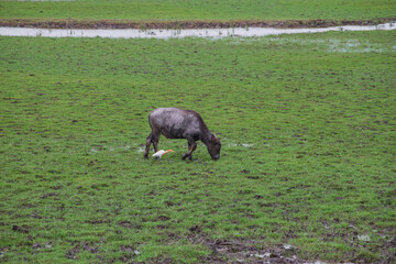 buffalo thale noi phatthalung