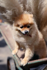 Pomeranian dog brown