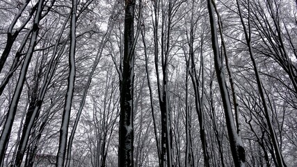 Bergischer Wald im Winter