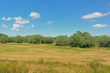 Sunny dry farmland with trees under a clear blue sky in Kalkense Meersen nature reserve, Flanders, Belgium.
