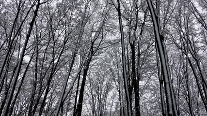 Bergischer Wald im Winter