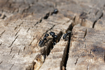 Fourmis au travail