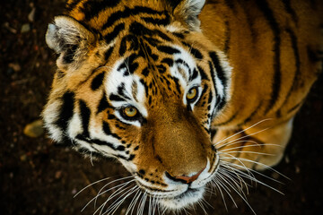 Obraz premium Siberian tiger looking for the next meal