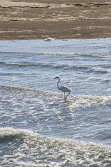 Pelicans walk in the sea
