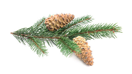 Fir tree branch with pinecones isolated on white