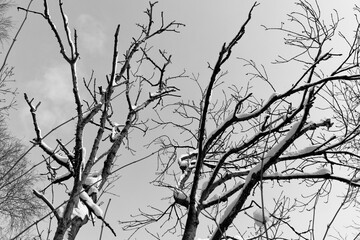 Black and white view of snow-covered branches against a clear sky in winter