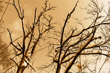 Sepia view of snow-covered branches against a clear sky in winter