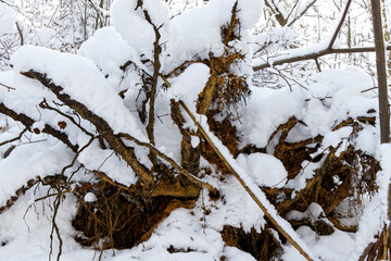 Roots of an uprooted tree in winter
