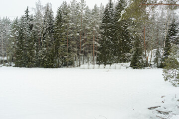 Snow-covered pine trunks in a pine forest as background. Snowy forest landscape. Snowy winter concept. Finnish nature.