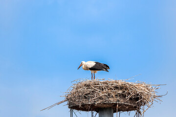 White stork on nest