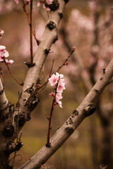 blossom in spring