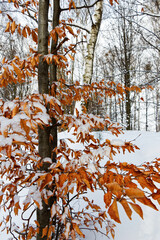 Linden tree with autumn leaves in a winter landscape