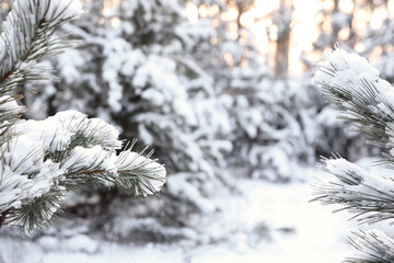 Snowy pine branches in winter forest, closeup