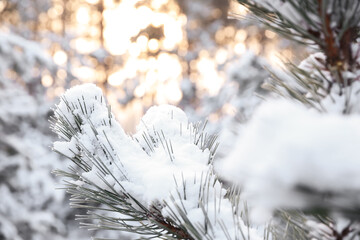Snowy pine branches on blurred background, closeup. Winter forest