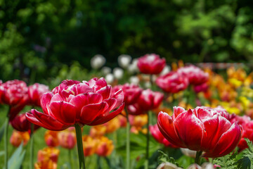 kwiaty wiosa tulipany  kwiat