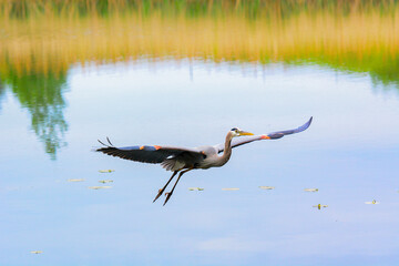 great blue heron