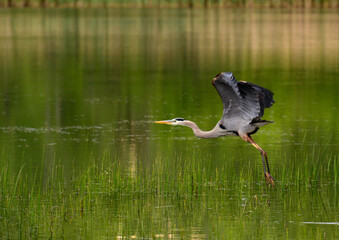 great blue heron