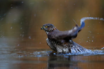 Eurasian Sparrow hawk (Accipiter nisus) taking a bath in the forest in the Netherlands. Brown orange background