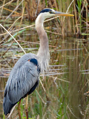 great blue heron