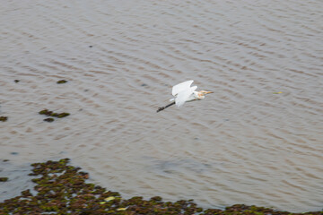 bird thale noi phatthalung