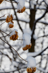 Close up view of maple toes on branches covered with snow