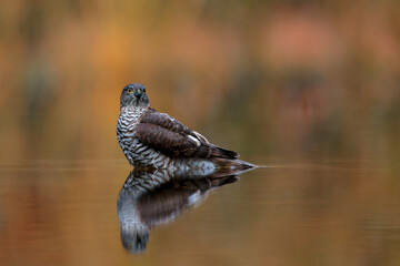 Eurasian Sparrow hawk (Accipiter nisus) taking a bath in the forest in the Netherlands. Brown orange background