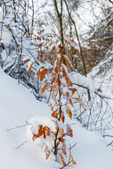 Tree with autumn leaves in a winter landscape