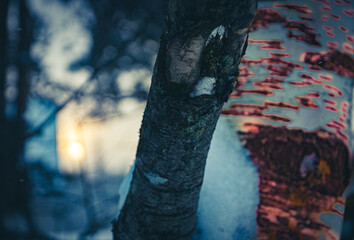 The old trunk of the birch with cuts on the bark; Bright sun in winter