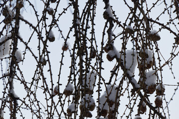 Close up view on snow-covered spruce branches with small cones against a clear sky