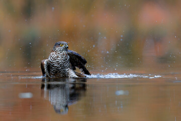 Eurasian Sparrow hawk (Accipiter nisus) taking a bath in the forest in the Netherlands. Brown orange background